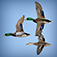 Ducks Unlimited Waterfowl Migration App